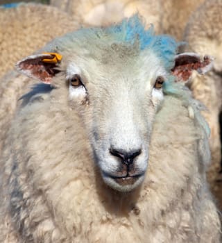 Colourful Ewe looking forwards       