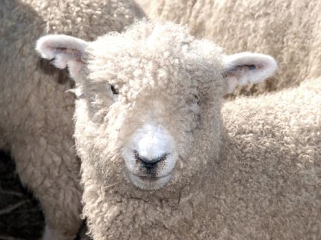 Woolly Faced Sheep looking towards the camera       