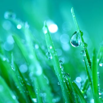 water drops on grass blade nature background