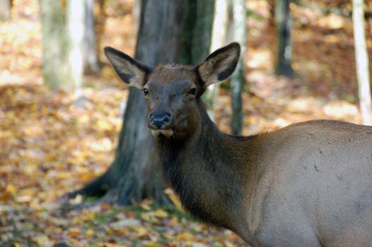 Wild elk on a beautifull day in autumn