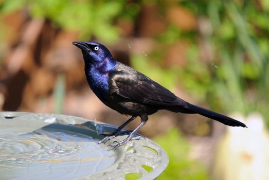 Common Grackle on the side of a bird bath
