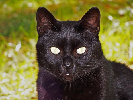 Black,  looking at the watcher,  cat portrait