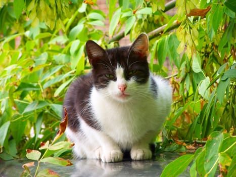 White and black stray cat looking at the watcher