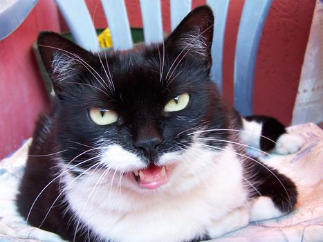 Angry white and black cat forcing a snack