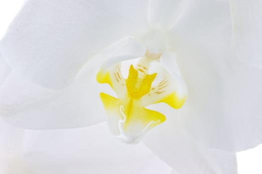 Macro of a beautiful white Phalaenopsis Amabilis Orchid