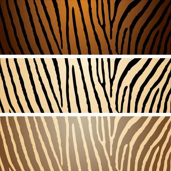 Collection of three zebra patterns with camouflage effect