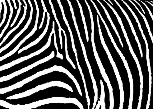 Black and white zebra pattern background with simple deisgn