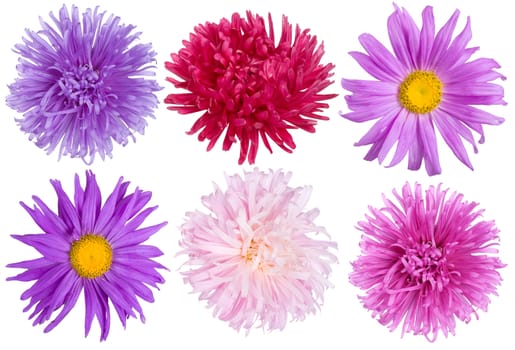 aster flowers set, isolated on white