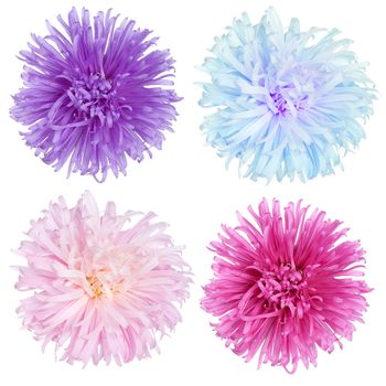 aster flowers set, isolated on white