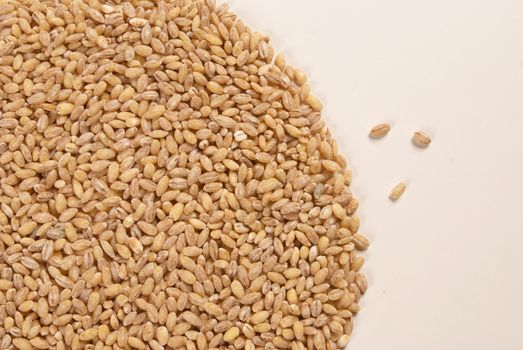 A heap of  fresh barley with copy space