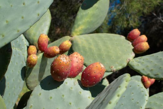 Prickly pears, ripe fruit  on the cactus leaves