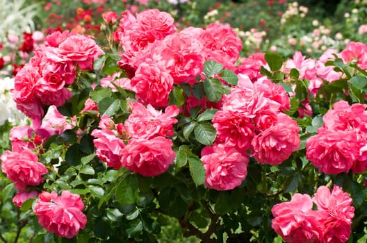 bush of beautiful pink roses