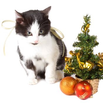 close-up cat and christmas decorations, isolated on white