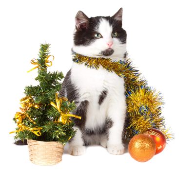 close-up kitten and christmas decorations, isolated on white