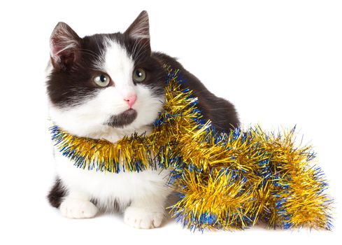 close-up cat with garland, isolated on white