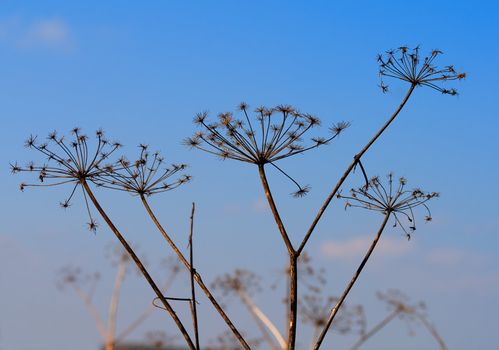 dry angelica plant on blue sky