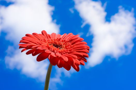 Gerbera daisy close-up against blue sky