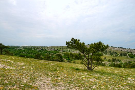 mountains landscape with lonely pine