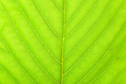 chestnut leaf texture