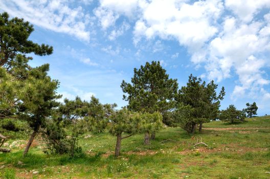 mountains landscape with pines and beautiful sky