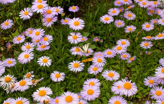 purple daisies and butterfly sitting on flower