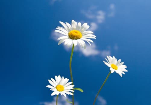 three chamomiles on blue sky background, selective focus