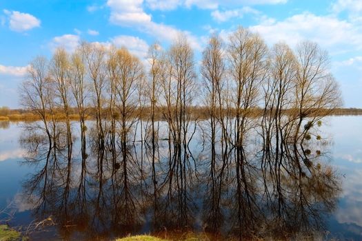 many trees in water-meadow