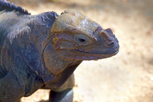 Portrait of a big colorful Rhinoceros Iguana