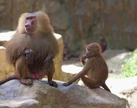 A hamadryas baboon sitting on a rock