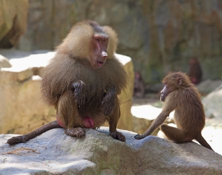 A hamadryas baboon sitting on a rock