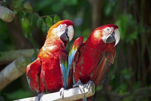 Tho parrots standing on a branch, talking