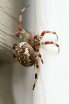 The spider in the web waits for extraction macro