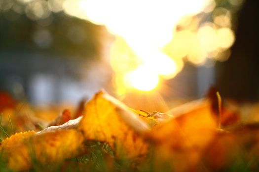  golden leaves on last green grass