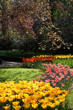 Red and yellow tulips in park under red beech trees in spring