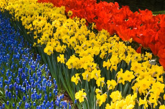 Tulips, hyacinths and common grape hyacints - spring flowers in red, yellow and blue