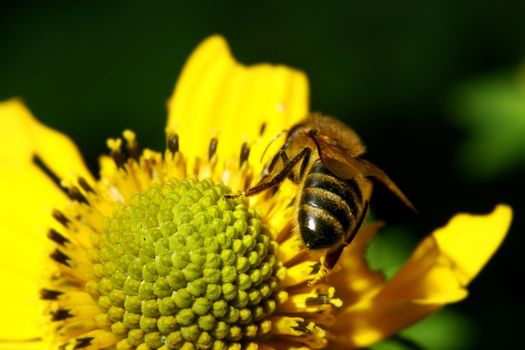 work bee on yellow flower