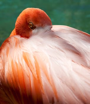 Close up image of a pink flamingo with its head peering out from behind the feathers on its back