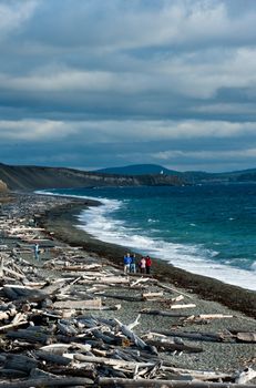 Beach covered with driftwood