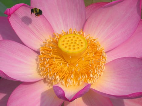 Close up detailed picture of a pink lotus flower