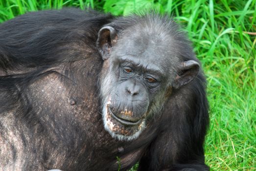 Closeup picture of a Common Chimpanzee at rest