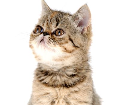 Striped fluffy kitten isolated on white background