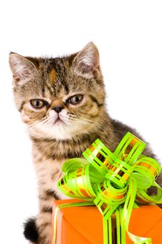 Striped fluffy kitten with gift isolated on white background