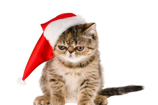 Striped fluffy kitten in hat santa isolated on white background