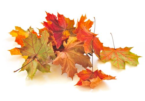 Dry colorful autumn leaves on white background