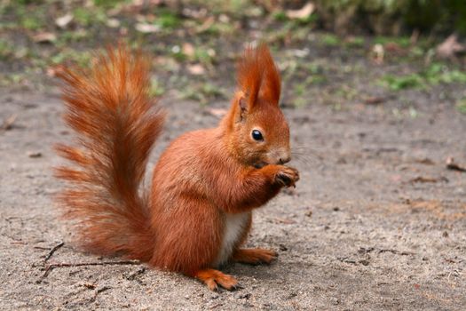 Red Eurasian squirrel sitting on the road