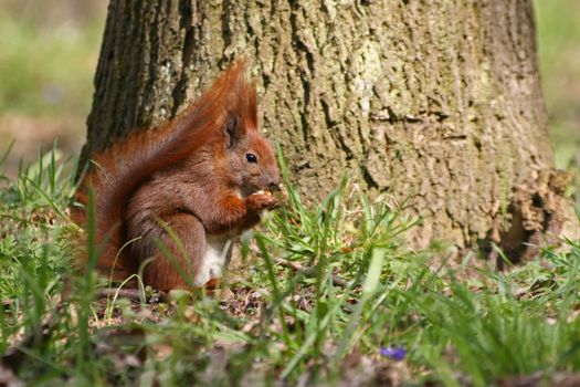 Red Eurasian squirrel on the grass