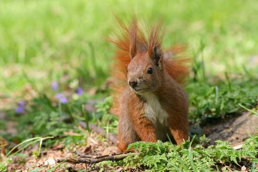 Red Eurasian squirrel on the grass