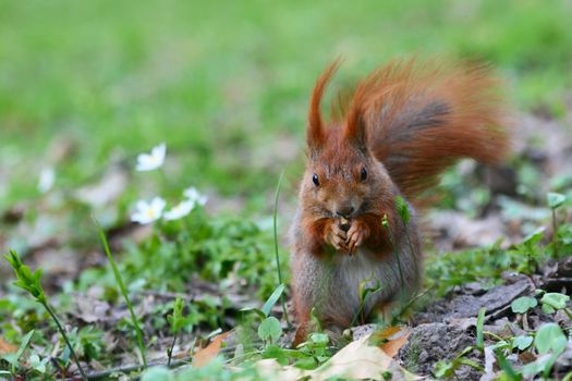 Red Eurasian squirrel on the grass