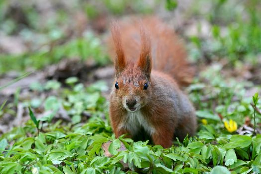 Red Eurasian squirrel on the grass