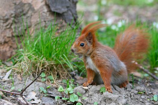 Red Eurasian squirrel on the grass